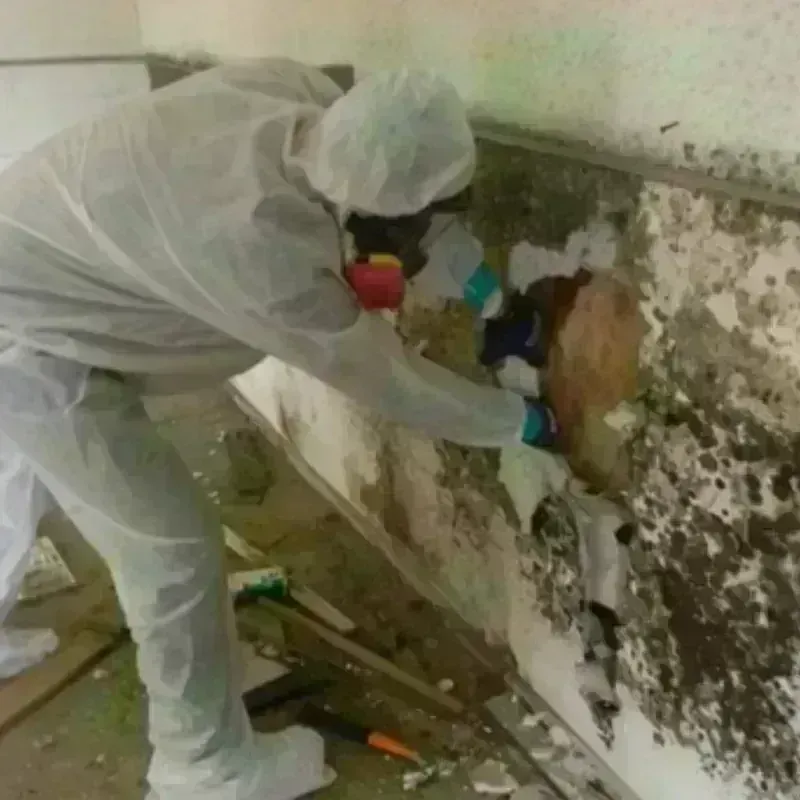 Mold Remediation and Removal in Platte County, NE